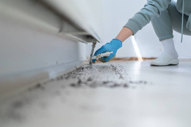 Best Affordable Pest Control Services  in Old Forge, PA
